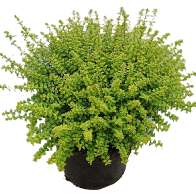 Жимолость блестящая Red Tips, Гор17, Выс20-30 в интернет гипермаркете «Планета Лета». Фото