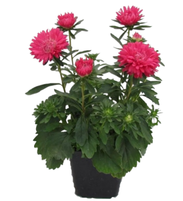 Каллистефиус китайский, Гор10, Выс20 в интернет гипермаркете «Планета Лета». Фото