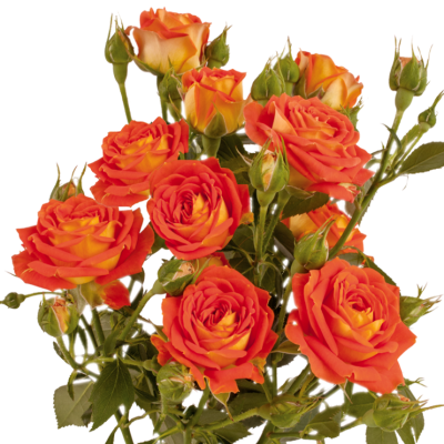 Роза спрей Кинг Бабблс Гор 23 М в интернет гипермаркете «Планета Лета». Фото