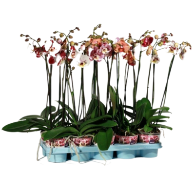 Фаленопсис 2 pp 'T'model painted, Гор12, Выс50 в интернет гипермаркете «Планета Лета». Фото