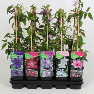 Клематис микс, Гор14, Выс80 в интернет гипермаркете «Планета Лета». Фото