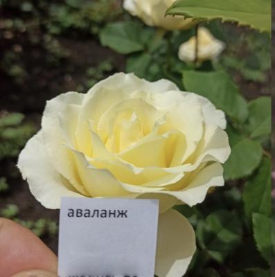 Роза чайно-гибридная Аваланж ОКС в интернет гипермаркете «Планета Лета». Фото