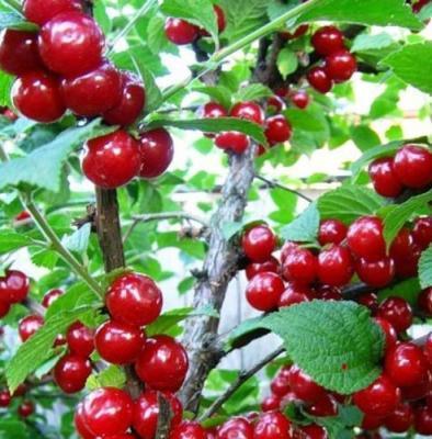 Вишня войлочная Детская 2-летка С4 Выс120 в интернет гипермаркете «Планета Лета». Фото