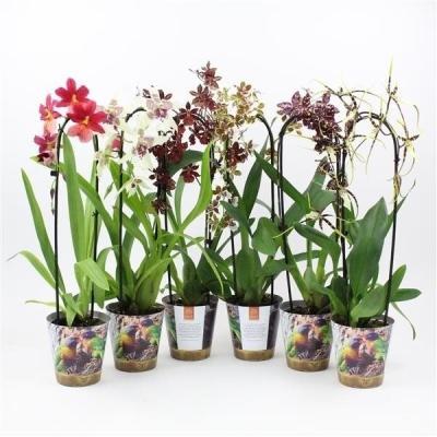 Орхидея Cambria cascade, Гор12, Выс70 в интернет гипермаркете «Планета Лета». Фото