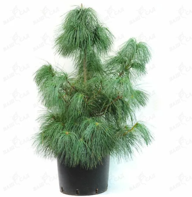 Сосна гималайская Excelsa, Гор32, Выс100-125 в интернет гипермаркете «Планета Лета». Фото