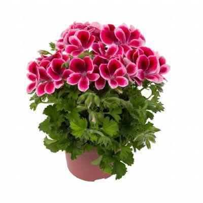Пеларгония зон., Гор13 М в интернет гипермаркете «Планета Лета». Фото