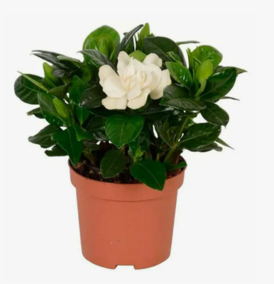 Гардения Jasminoides, Гор13, Выс20 в интернет гипермаркете «Планета Лета». Фото