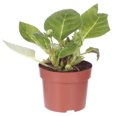 Синнингия Mix dubble Гор13, Выс20 в интернет гипермаркете «Планета Лета». Фото