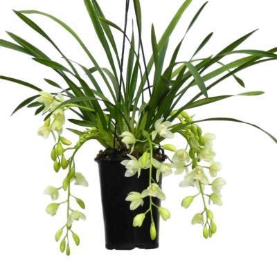 Цимбидиум Cascade, Гор14, Выс70 в интернет гипермаркете «Планета Лета». Фото