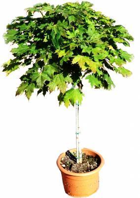 Клен платановидный Butterflay, Гор30, Выс120 И в интернет гипермаркете «Планета Лета». Фото