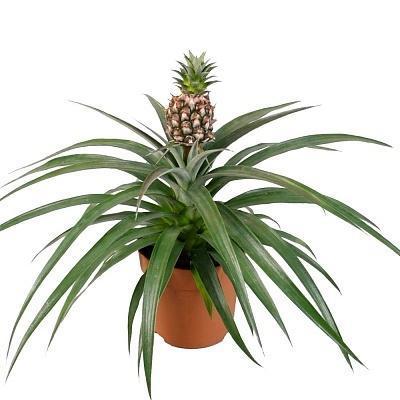 Ананас Champaca с плодом, Гор14, Выс30 в интернет гипермаркете «Планета Лета». Фото