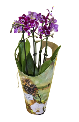 Фаленопсис 2 pp Bright Maya, Гор12, Выс50 в интернет гипермаркете «Планета Лета». Фото