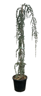 Кедр атласский Glauca pendula разветвлен., Гор70, Выс150 И в интернет гипермаркете «Планета Лета». Фото