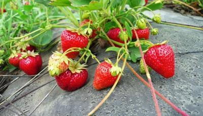 Рассада Земляника Карнавал P9 в интернет гипермаркете «Планета Лета». Фото