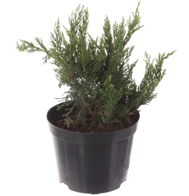 Можжевел.казац.Tamariscifolia, Гор32, Выс60 И в интернет гипермаркете «Планета Лета». Фото