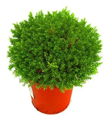 Хебе микс, Гор13, Выс20 в интернет гипермаркете «Планета Лета». Фото