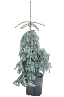Ель колючая The Blues штамб, C18, Выс180 в интернет гипермаркете «Планета Лета». Фото