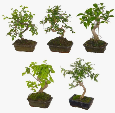 Бонсаи Mix, Гор10, Выс25 в интернет гипермаркете «Планета Лета». Фото