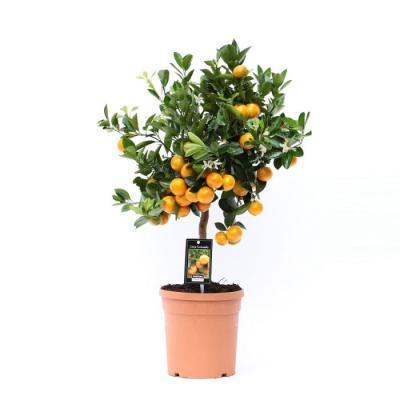 Цитрофортунелла Calamondin, Гор19, Выс60 в интернет гипермаркете «Планета Лета». Фото
