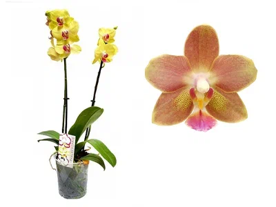 Фаленопсис 2 pp Lemon Spice, Гор12, Выс60 в интернет гипермаркете «Планета Лета». Фото