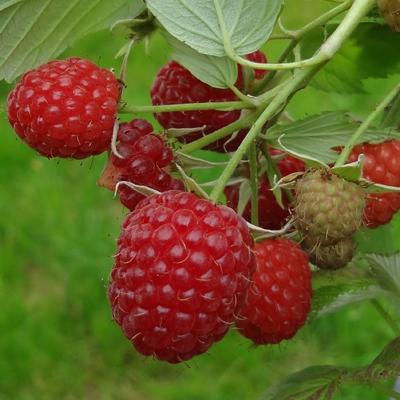 Малина ремонтантные сорта Полка/ЦКорЛюкс в интернет гипермаркете «Планета Лета». Фото