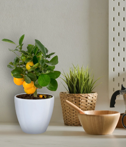 Цитрофортунелла Calamondin, Гор23, Выс90 в интернет гипермаркете «Планета Лета». Фото