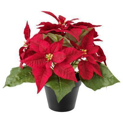 Пуансеттия, Гор 10 М в интернет гипермаркете «Планета Лета». Фото