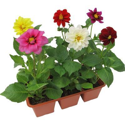 Георгин, P6, Выс20 в интернет гипермаркете «Планета Лета». Фото