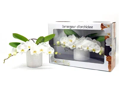 Фаленопсис L'arrangeur D'orchidee mix, Гор12, Выс55 в интернет гипермаркете «Планета Лета». Фото