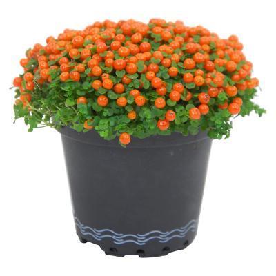 Нертера, Гор8, Выс10 в интернет гипермаркете «Планета Лета». Фото