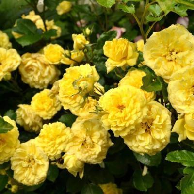 Роза флорибунда Анни Дюперей Гор 23 М в интернет гипермаркете «Планета Лета». Фото