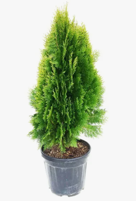 Туя восточ.Pyramidalis Aurea Nana, Гор19, Выс40-50 в интернет гипермаркете «Планета Лета». Фото