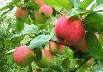 Яблоня Услада (туба) в интернет гипермаркете «Планета Лета». Фото