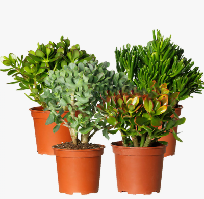 Крассула Mix, Гор12, Выс30 в интернет гипермаркете «Планета Лета». Фото