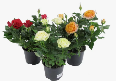 Роза микс, Гор23 М в интернет гипермаркете «Планета Лета». Фото