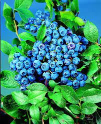 Голубика высокорослая Блюкроп/ЦКор ПОИСК в интернет гипермаркете «Планета Лета». Фото Голубика высокорослая Блюкроп/ЦКор в интернет гипермаркете «Планета Лета». Фото