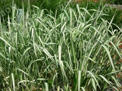 Канареечник Пикта, С19 Л в интернет гипермаркете «Планета Лета». Фото