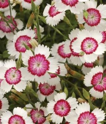 Гвоздика трио "Конфетти",  Гор13 М в интернет гипермаркете «Планета Лета». Фото