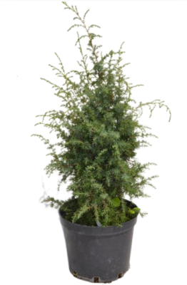Можжевел.обыкн.Meyer, Гор13, Выс35 в интернет гипермаркете «Планета Лета». Фото