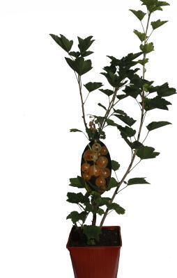 Смородина белая Версальская Кут в интернет гипермаркете «Планета Лета». Фото