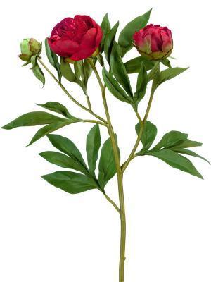 Пион красно-бордовый ветвь 60 см 1цв 2бут д-10,7,3 см 12/60, 30.0610011RD Ф в интернет гипермаркете «Планета Лета». Фото