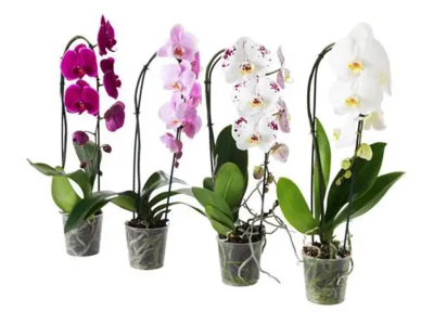 Фаленопсис Cascade Angel, Гор12, Выс30 в интернет гипермаркете «Планета Лета». Фото