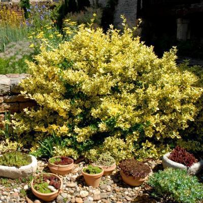 Бересклет япон.Aureus ф.шар, Выс60-70, Гор35 в интернет гипермаркете «Планета Лета». Фото