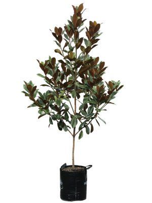 Магнолия soul.Genie штамб 120, C12 в интернет гипермаркете «Планета Лета». Фото