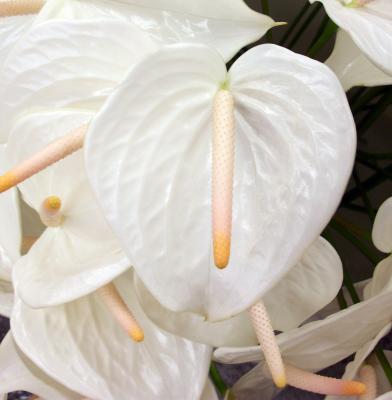 Антуриум White, Гор14, Выс60 в интернет гипермаркете «Планета Лета». Фото