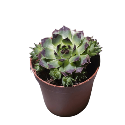 Молодило, Гор10, Выс15 в интернет гипермаркете «Планета Лета». Фото