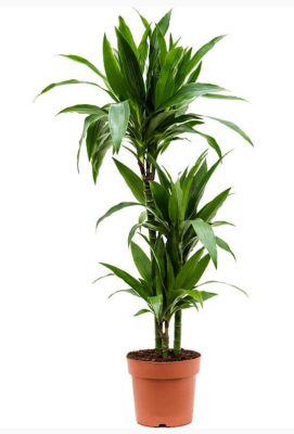 Драцена Джанет Крейг зелёная 100 см 3 ствола в интернет гипермаркете «Планета Лета». Фото