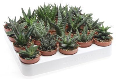 Хавортия, Гор5, Выс10 в интернет гипермаркете «Планета Лета». Фото