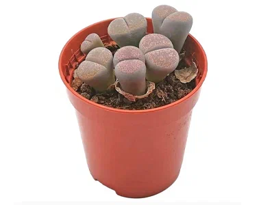 Литопс, Гор8, Выс15 в интернет гипермаркете «Планета Лета». Фото