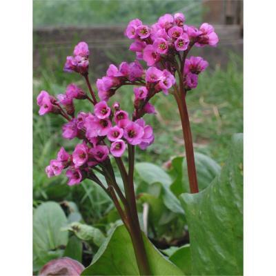 Бадан, Гор17 М в интернет гипермаркете «Планета Лета». Фото